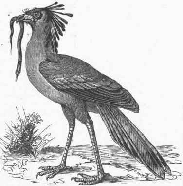 Secretary Bird (Serpentarius reptilivorus).