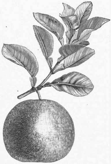 Shaddock (Citrus decumana).