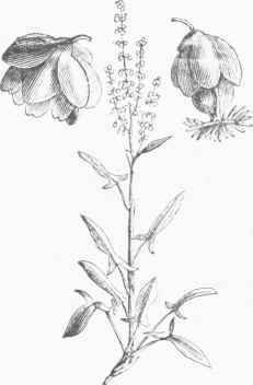 Sheep Sorrel (Rumex acetosella).