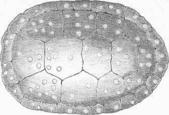 Shell of Speckled Tortoise (Nanemys guttata).