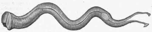Ship Worm (Teredo navalis).