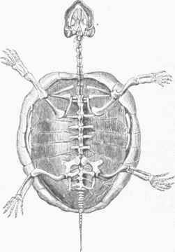 Skeleton of Tortoise.