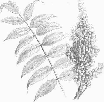Smooth Sumach (Rhus glabra).