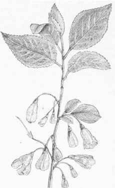 Snowdrop Tree (Halesia tetraptera).