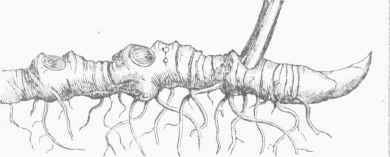 Solomon's Seal. Rhizome, showing stem, bud, and scars of former stems.