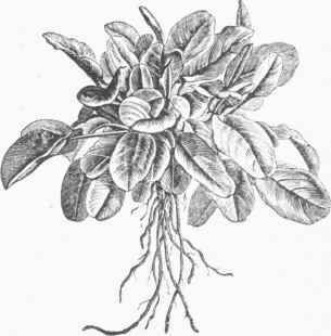 Sorrel (Rumex acctosa)   the variety called Belleville.