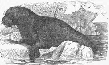 Southern Sea Lion (Otaria jubata).