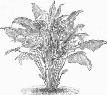 Spinach.