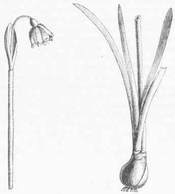 Spring Snowflake (Leucoium vernum), Flower and Bulb.