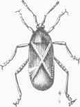 Squash Bug (Coreus tristis).