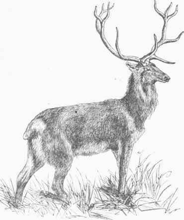 Stag (Ccrvus olaphus).