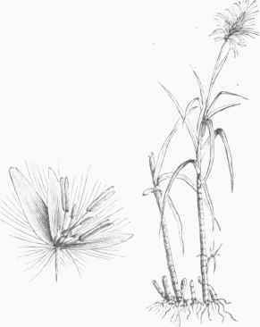 Sugar Cane (Saccharum officinale).