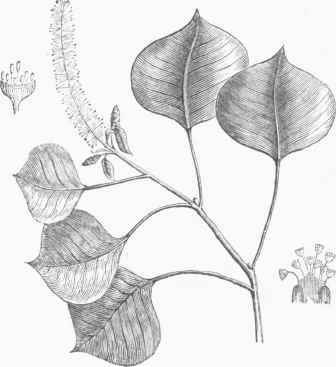 Tallow Tree (Stillingia scbifora).