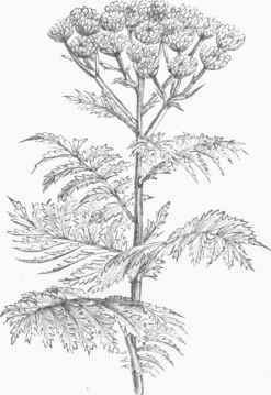 Tansy (Tanacetum vulgare).