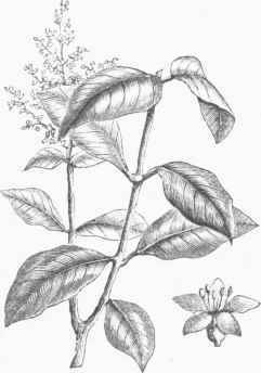 Teak (Tectona grandis).