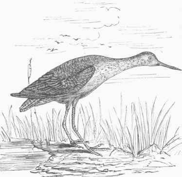 Tell Tale Tattler (Gambetta melanoleuca).