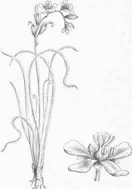 Thread leaved Sundew (Drosera filiformis).