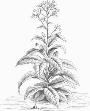 Tobacco Plant in Flower (Nicotiana tabacum).