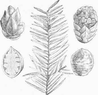 Torreya taxifolia. Leaves half the natural size; staminate and pistillate ameuts enlarged; fruit and a section reduced.