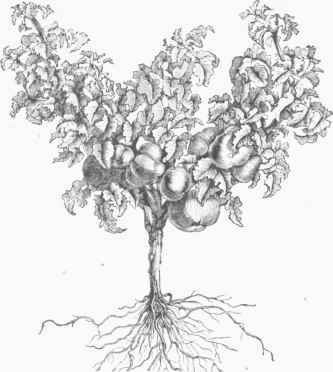 Tree formed Tomato.