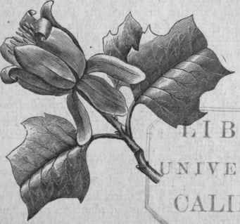 Tulip Tree (Liriodendron tulipifera).