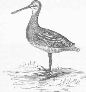 Wilsons Snipe (Gallinago Wilsoni).