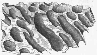 Wood Perforated by Ship Worm.