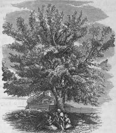 Black Walnut (Juglana nigra) Tree near Eoslyn, Long Island, N. Y.