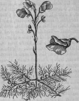 Common Bladderwort (Utricularia vulgaris).