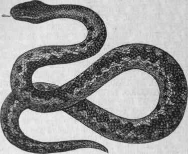 Common European Viper (Vipera berus).