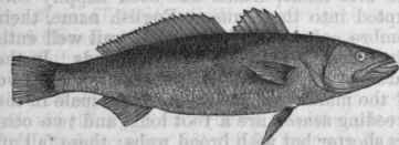 Common Weak Fish (Otolithus regalis).