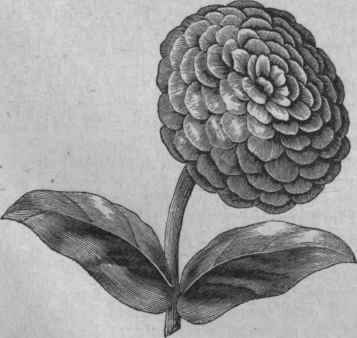 Double Zinnia (Zinnia elegans).
