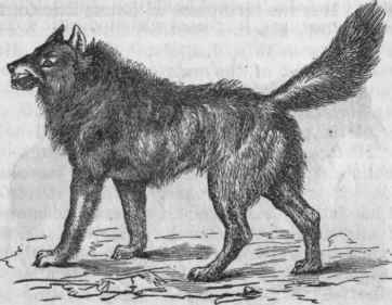 European Wolf (Canis lupus).