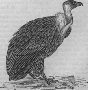 Griffon (Gyps fulvus).