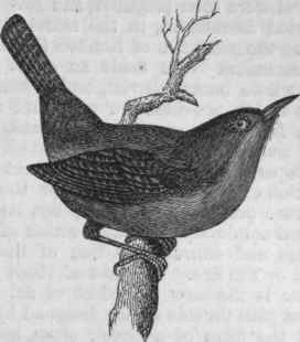 House Wren (Troglodytes sedon).