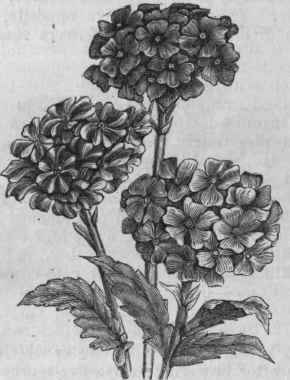 Hybrid Garden Verbenas.