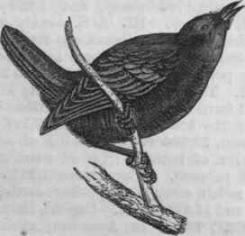 Kitty Wren (Troglodytes parvulus).