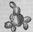 Mucor racemosus, ferment in mass.