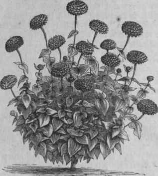 Plant of Double Zinnia (Zinnia elegans).