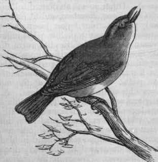 Red eyed Vireo (Vireo olivaceus).