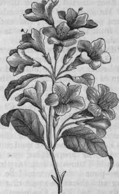 Rose Weigela (Diervilla rosea).