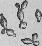 Saccharomyces apiculatus, magnified 600 diameters.