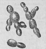 Saccharomyees cerevisiae   Yeast of surface beer, budding, magnified 400 diameters.