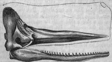 Skull of Sperm Whale.