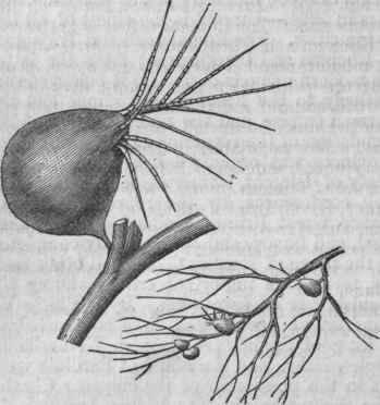 Utricularia. Small branch with divided leaves and bladders, enlarged twice; a single bladder, greatly enlarged.