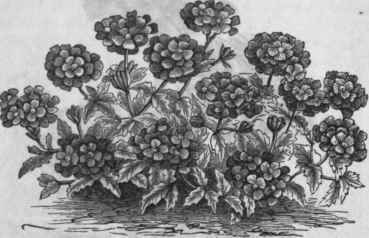 Verbena. Garden Hybrids.