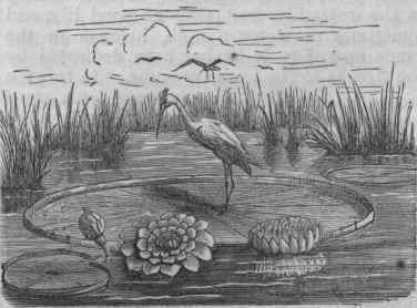 Victoria Water Lily (Victoria regia).