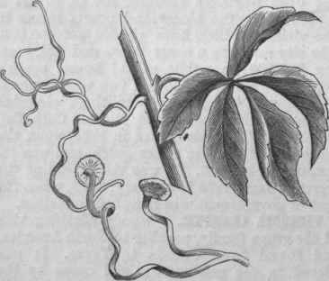 Virginia Creeper Tendrils and Disks.