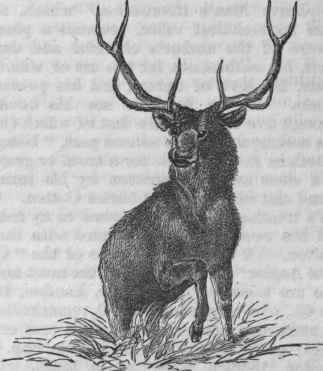 Wapiti (Cervus Canadensis).