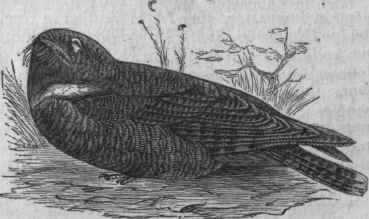 Whippoorwill (Antrostomus Nuttalli).